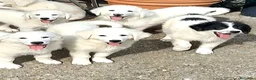 Pastore Abbruzzese Maremmano cani in vendita: Cuccioli di pastore maremmano - Annuncio 1