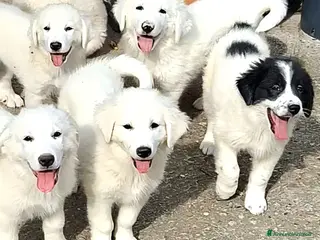 Pastore Abbruzzese Maremmano cani Cuccioli di pastore maremmano - Annuncio 4