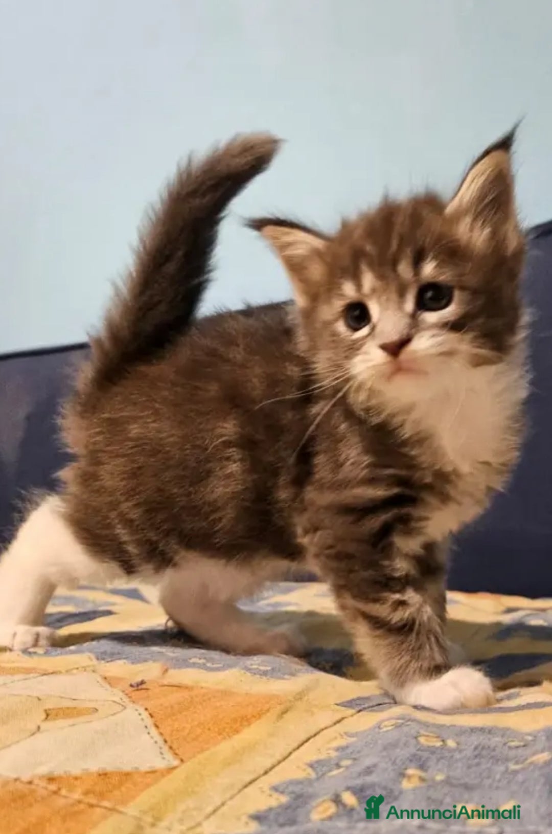 Maine Coon gatti in vendita: Maine coon cuccioli - Annuncio 3