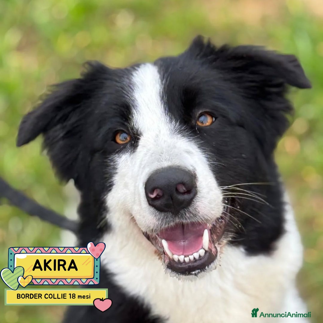 Border Collie cani AKIRA border collie cerca casa - in adozione - Annuncio 2