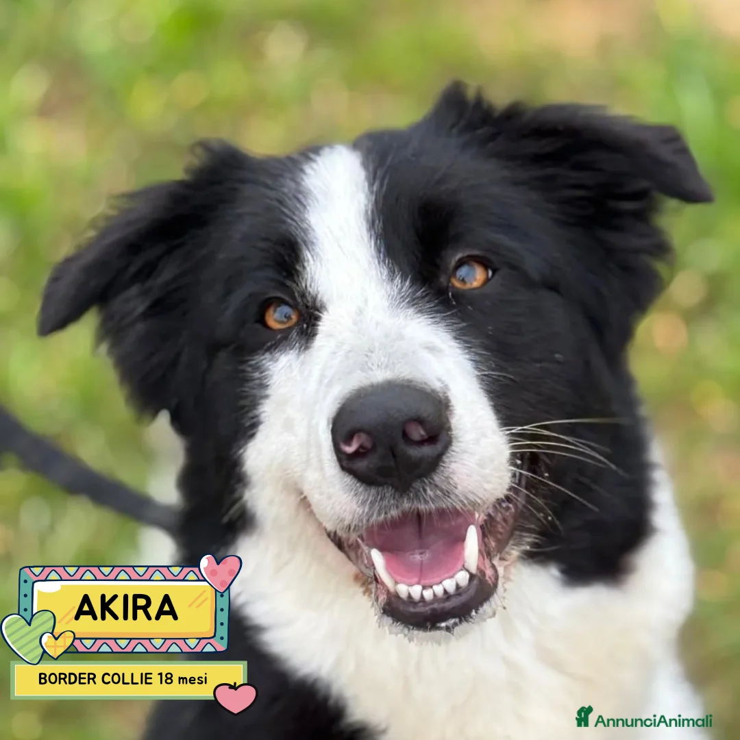 Border Collie cani in regalo: AKIRA border collie cerca casa - in adozione - Annuncio 1