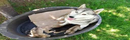 Husky cani in vendita: Siberian husky  - Annuncio 17