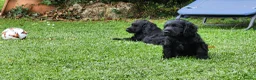 Cocker cani in vendita: Cuccioli di Cocker - Annuncio 5