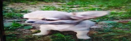 Chihuahua cani in vendita: Chihuahua cucciolo maschietto pelo lungo  - Annuncio 8