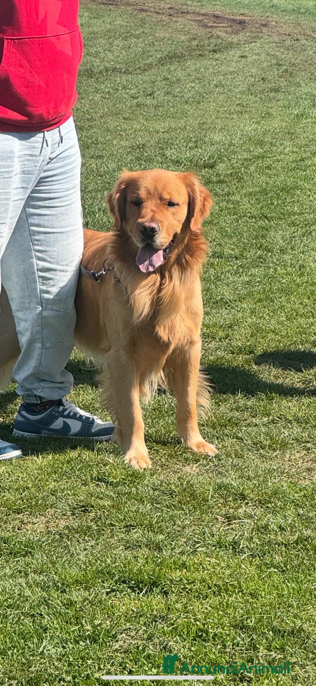 Golden Retriever cani in vendita: Cucciolo di Golden retriver anglo americani  - Annuncio 18