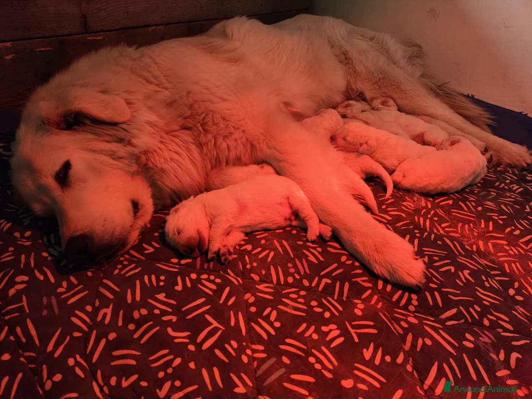 Pastore Maremmano cani in vendita: Pastore Maremmano Abruzzese - Alta Genealogia - Annuncio 1