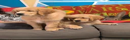 Golden Retriever cani in vendita: Golden retriever 90%linea americana pedigree ENCI  - Annuncio 19