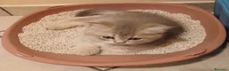 Scottish gatti in vendita: Cuccioli Straight/Fold  - Annuncio 3