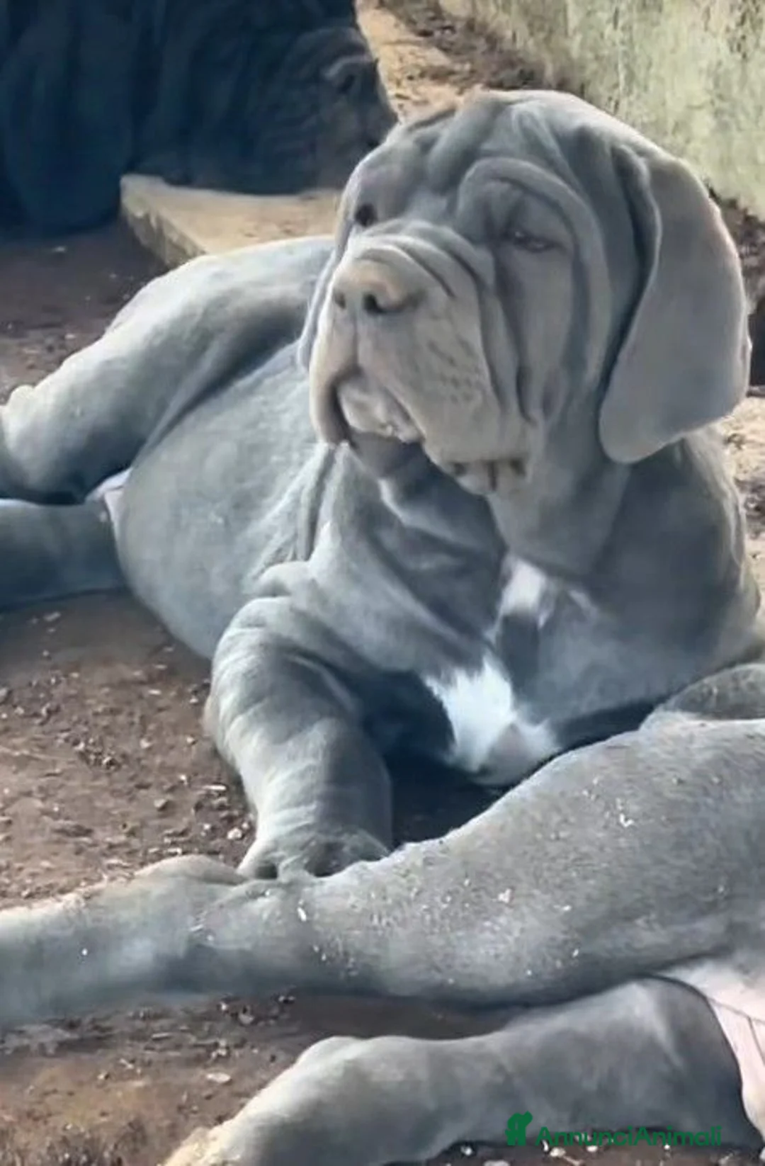Mastino Napoletano cani in vendita: Cuccioli mastino napoletano - Annuncio 2