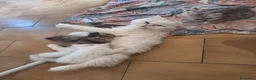 Persiano gatti in vendita: Persiani chincilla - Annuncio 1