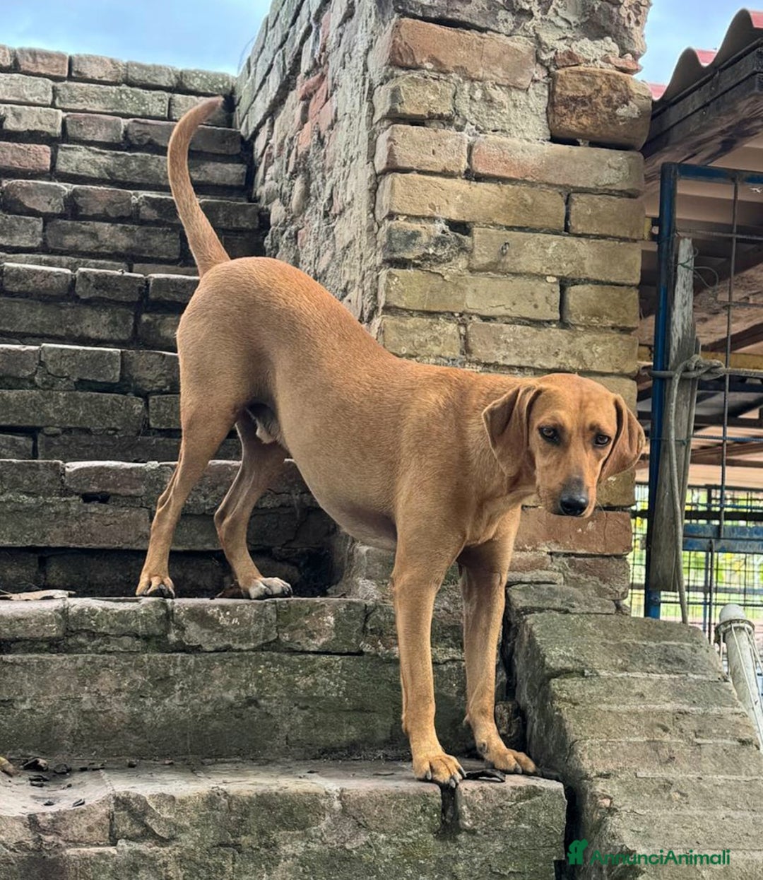 Segugio cani in regalo: Jack 2 anni Taglia media piccola  - Annuncio 5