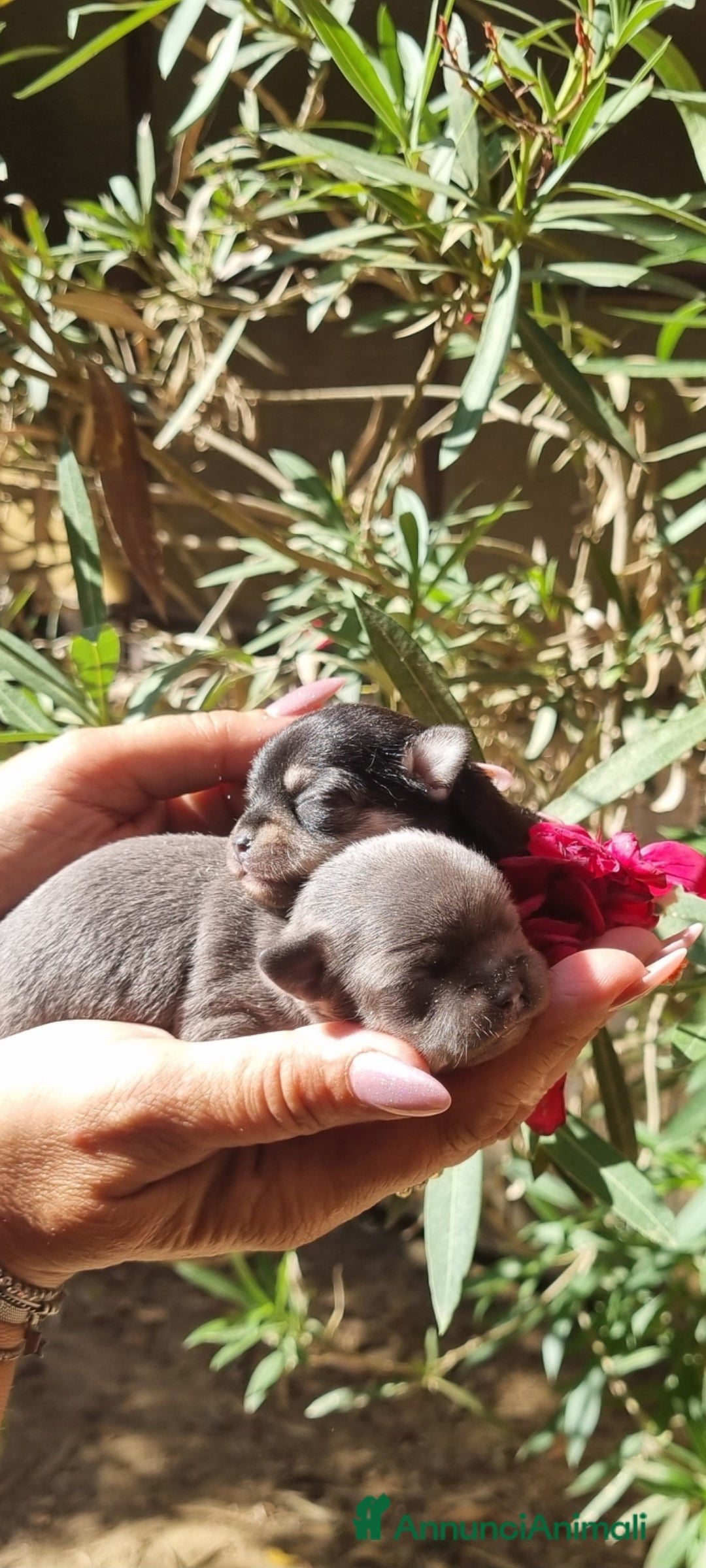 Chihuahua cani in vendita: Cuccioli di  chihuahua  a Città Metropolitana di Torino - Immagine 4