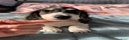 Bassotto Nano cani in vendita: Bassotti a pelo lungo  - Annuncio 3