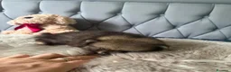 Volpino Pomerania cani in vendita: Cuccioli di Pomerania - Annuncio 12