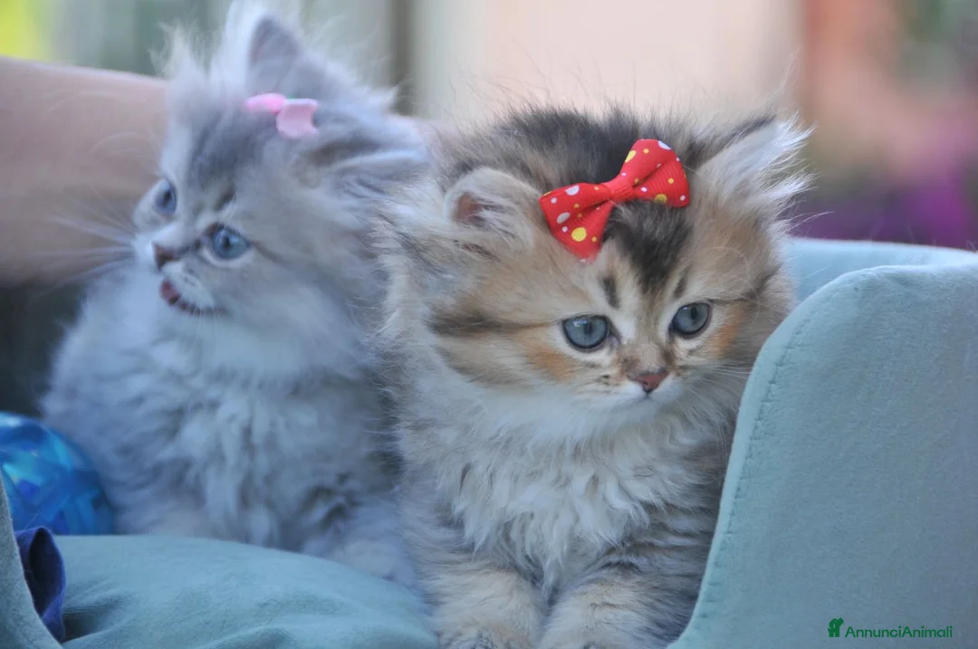 British gatti in vendita: British - Annuncio 10