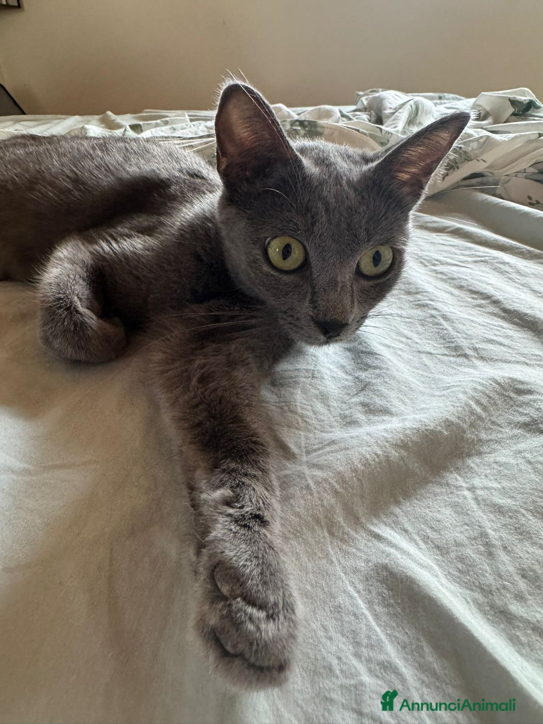 Certosino gatti in regalo: Certosina femmina di 8 mesi a Metropolitan City of Rome Capital - Annuncio 5