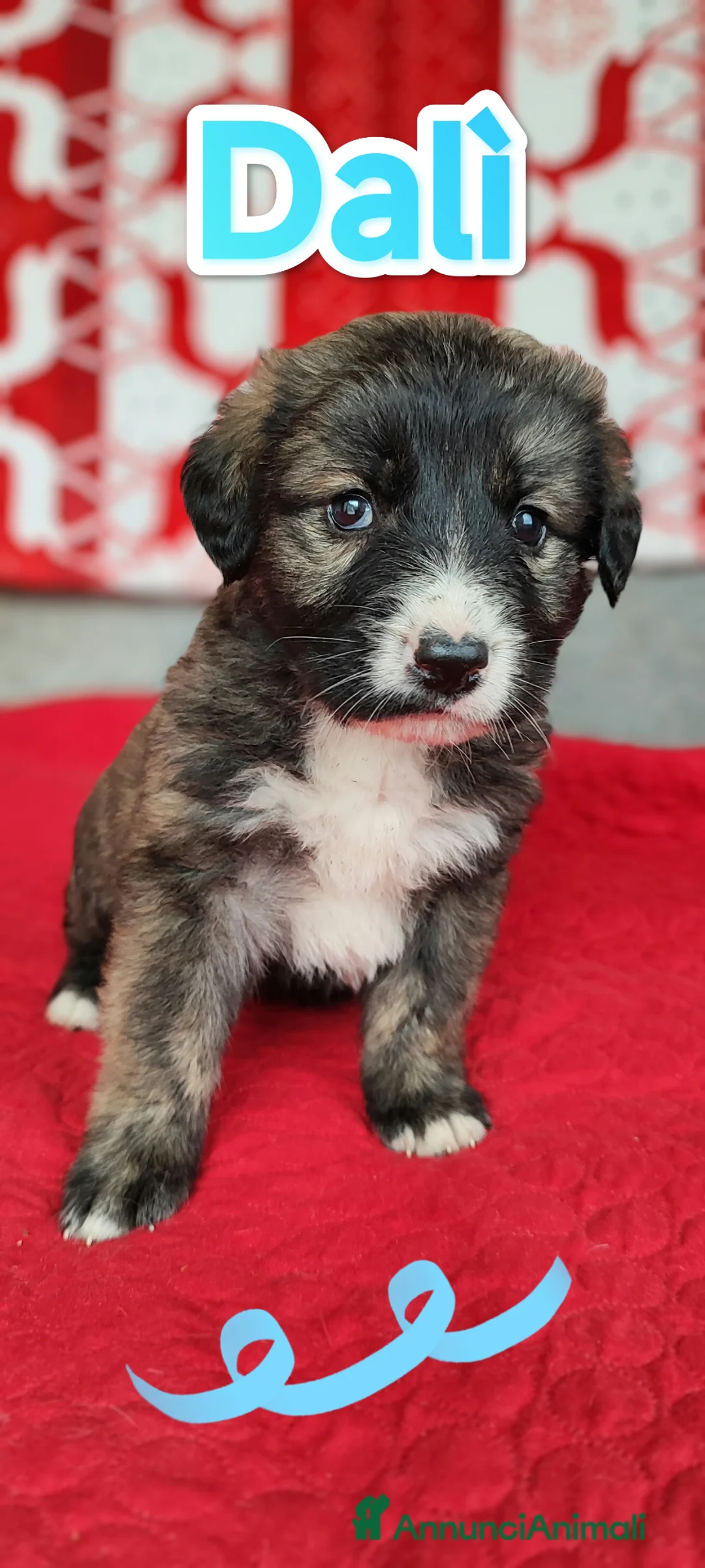 Meticcio cani in regalo: Dalì cerca una famiglia che lo adotti a Provincia autonoma di Trento - Annuncio 2