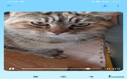 Europeo gatti in regalo: GATTINA IN REGALO - Immagine 4