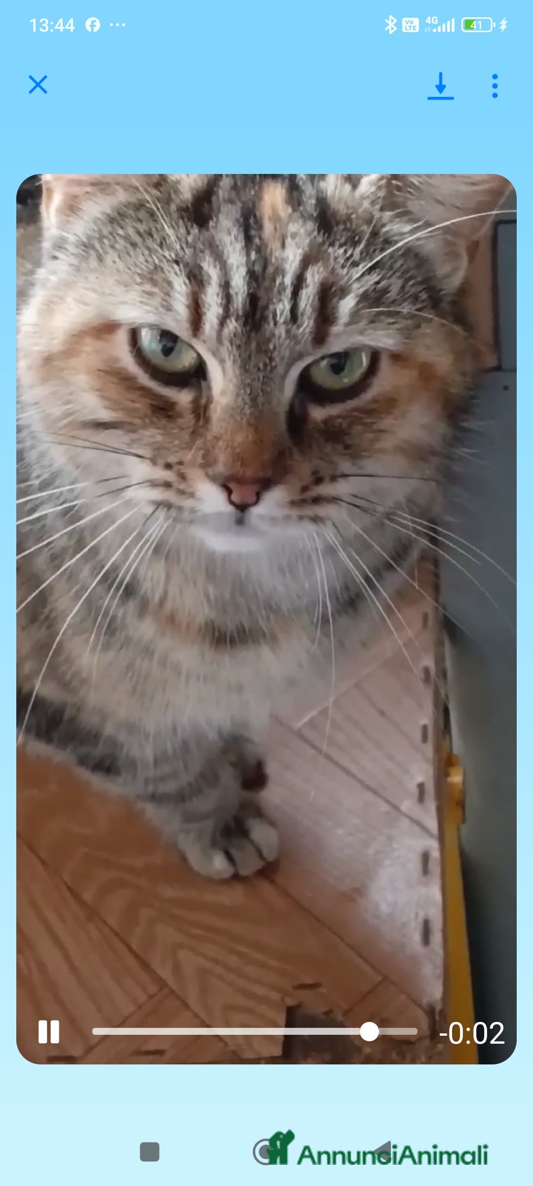 Europeo gatti in regalo: GATTINA IN REGALO - Immagine 4