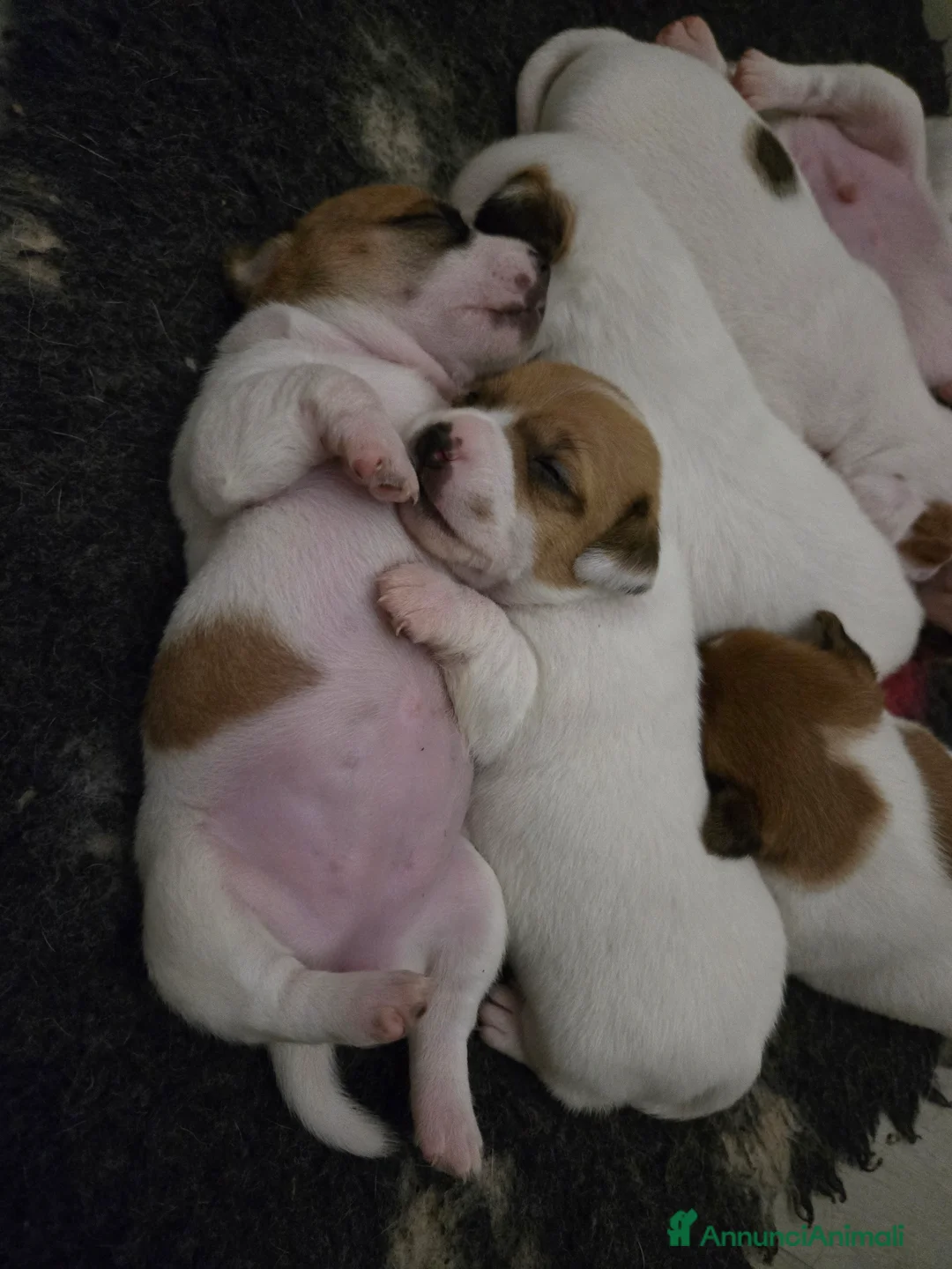 Jack Russell cani in vendita: Cuccioli Jack russell terrier - Annuncio 3