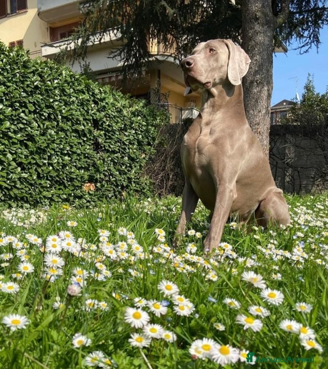 Weimaraner cani in vendita: Ultima femmina di weimaraner con pedigree Enci - Annuncio 10