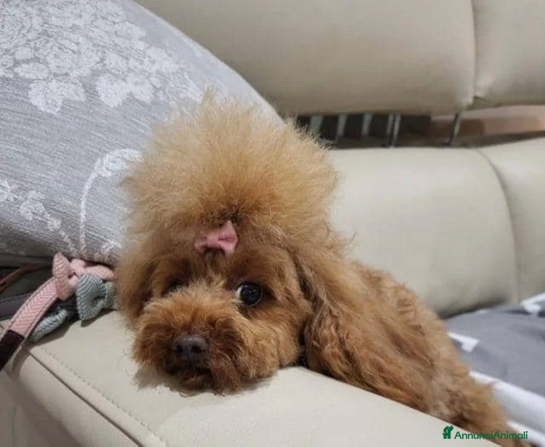 Barboncino Toy cani in vendita: Cuccioli di barboncino toy rossi - Annuncio 12