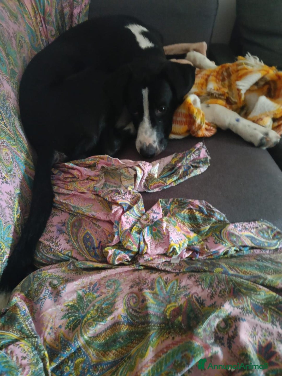 Altre razze cani in regalo: ATHENA - Annuncio 5