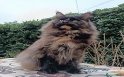 Maine Coon gatti in vendita: Cucciolo Maine Coon pedigree Red Tabby Blotched  - Annuncio 7