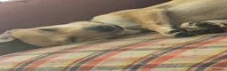 Meticcio cani in regalo: lo regalo  - Annuncio 2