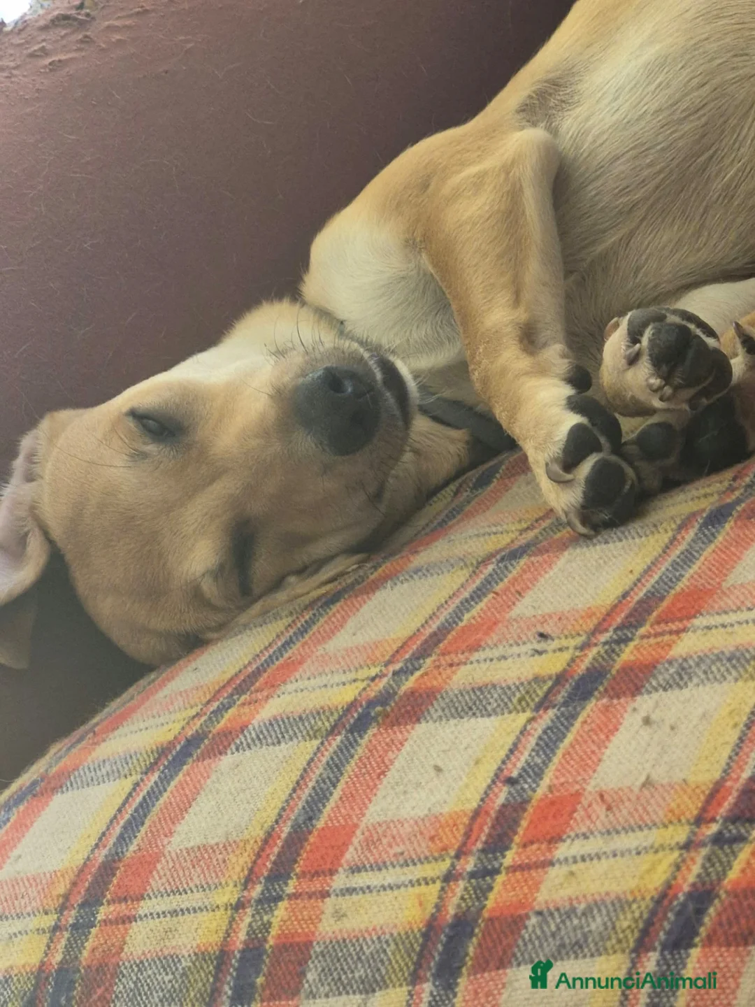 Meticcio cani in regalo: lo regalo  - Annuncio 2