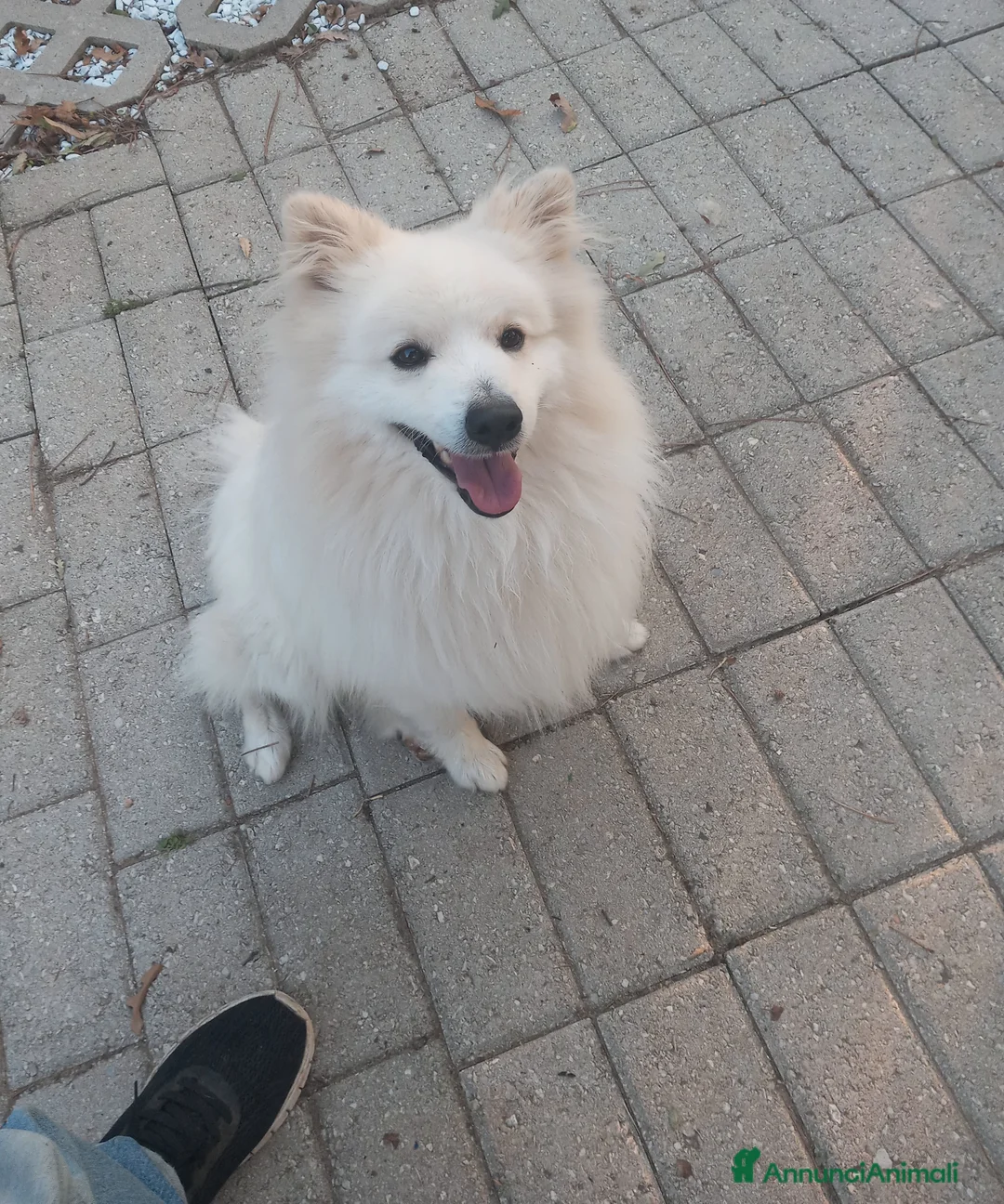 Volpino Italiano cani per accoppiamento: Volpino italiano - Annuncio 3