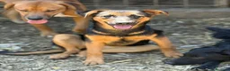 Meticcio cani in regalo: DAISY & DELILAH, sorelline in cerca d'amore! - Annuncio 6