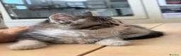 Europeo gatti in regalo: Gattina femmina 2 mesi pelo lungo - Annuncio 4