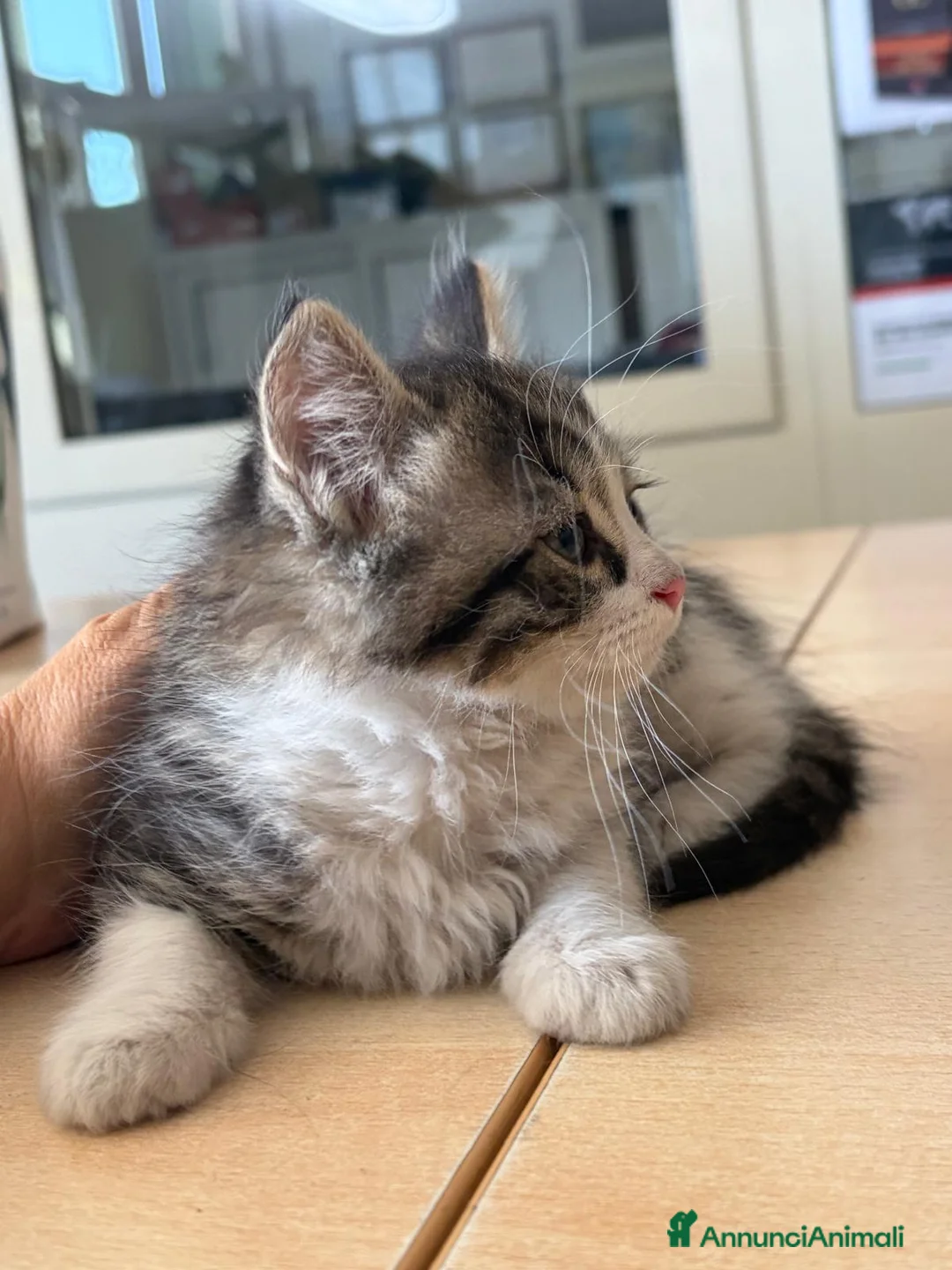 Europeo gatti in regalo: Gattina femmina 2 mesi pelo lungo - Annuncio 4