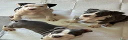 American Staffordshire cani in vendita: Cuccioli di amstaff  - Annuncio 6