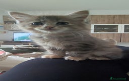 Norvegese gatti in vendita: Cuccioli di Norvegese delle foreste a Città metropolitana di Roma Capitale - Immagine 3