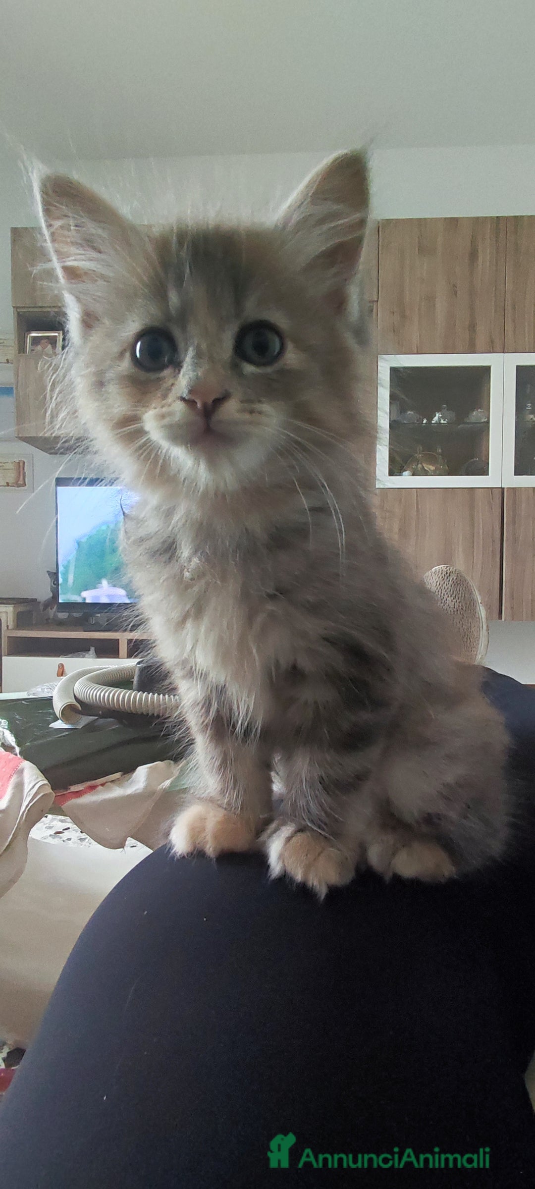 Norvegese gatti in vendita: Cuccioli di Norvegese delle foreste a Città metropolitana di Roma Capitale - Immagine 3