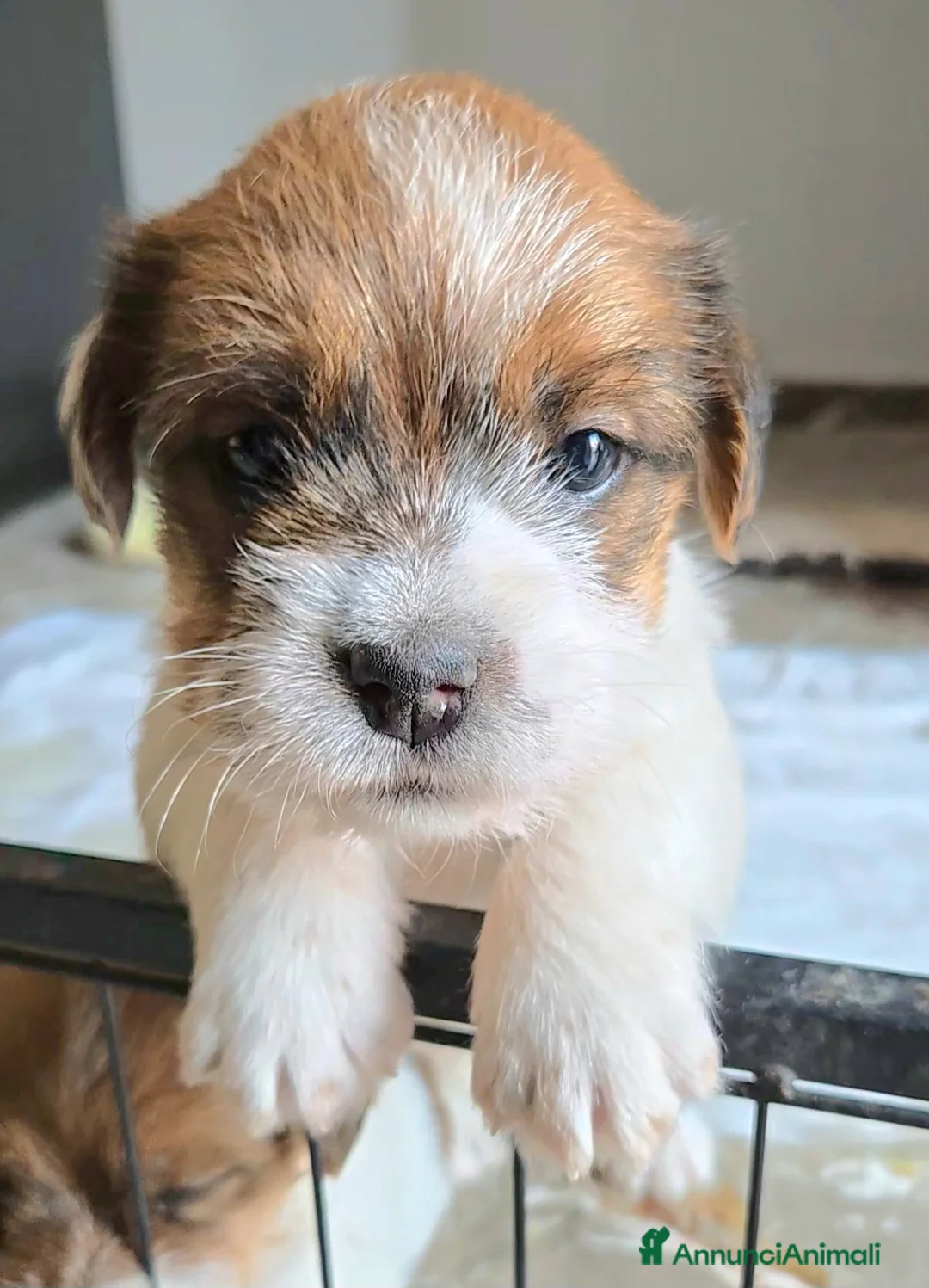 Jack Russell cani in vendita: Cuccioli Jack Russell broken e ruvidi con pedigree - Annuncio 10