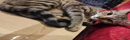 Bengala gatti in vendita: Gattini bengala dolcissimi - Annuncio 2