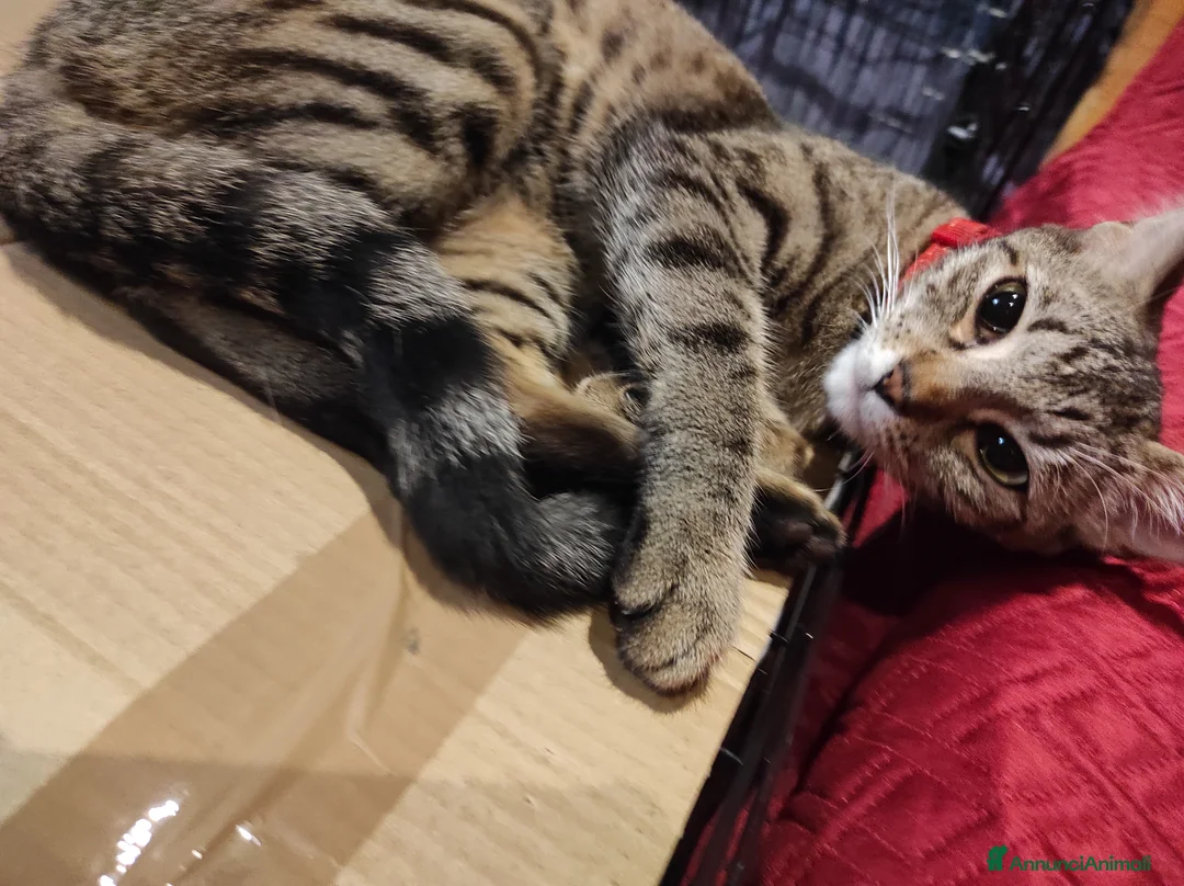 Bengala gatti in vendita: Gattini bengala dolcissimi - Annuncio 2
