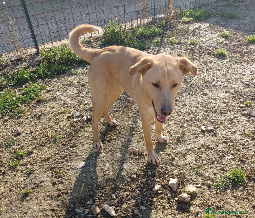 Meticcio cani in regalo: ALBICOCCA e MIRTILLO a Città metropolitana di Roma Capitale - Annuncio 6