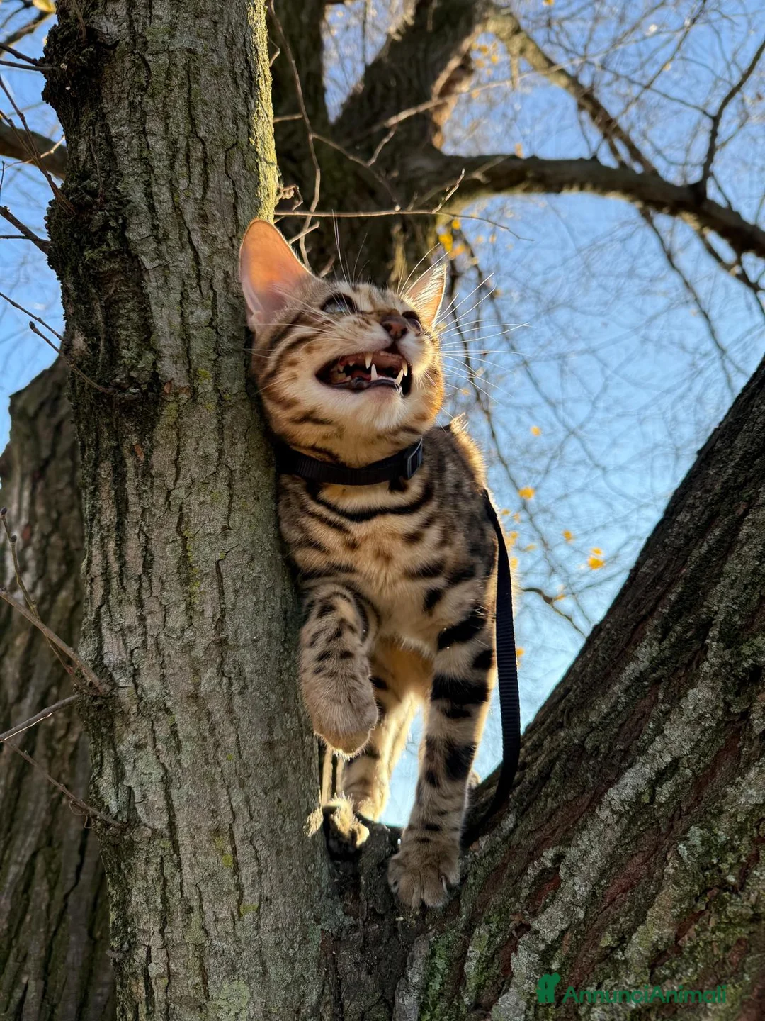 Immagine della galleria {{count}}