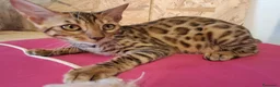 Bengala gatti in vendita: Bengala cucciole a Provincia di Treviso - Annuncio 6