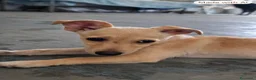 Meticcio cani in regalo: Ulisse! (3 mesi-15kg) a Città Metropolitana di Bologna - Annuncio 2