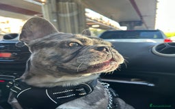 Bulldog Francese cani per accoppiamento: BULLDOG FRANCESE BLUE MERLÉ PER MONTA  - Immagine 2