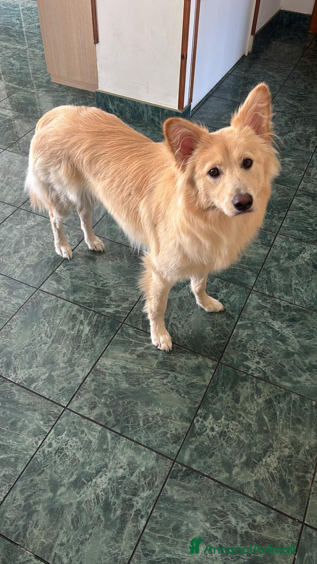 Meticcio cani in regalo: Sono kira  - Annuncio 1