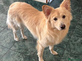 Meticcio cani Sono kira - Annuncio 30