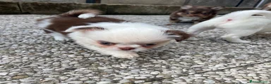 Chihuahua 4