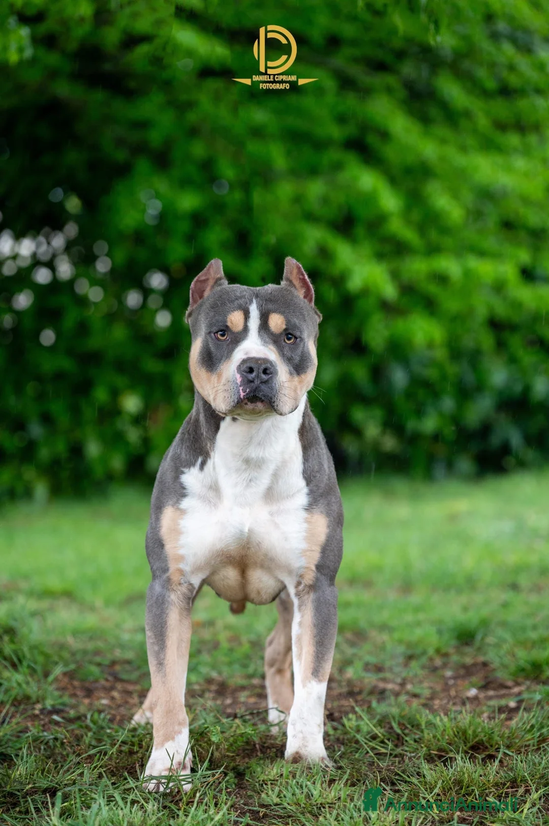 Pitbull cani in vendita: Cuccioli American Pit Bull anche a rate - Annuncio 4