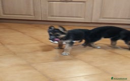Pastore Tedesco cani in vendita: Pastore Tedesco  a Provincia di Caserta - Immagine 2